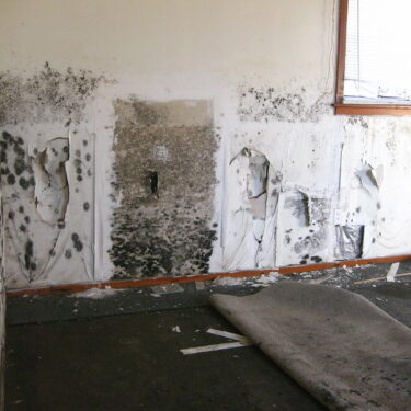 Mold Removal & Repair