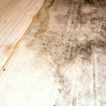 Mold Remediation 01