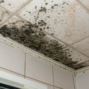 Mold Remediation Services 02